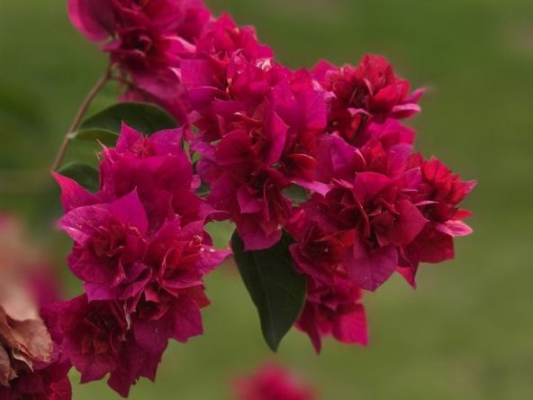 Rosiers
