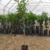 Plant Dekopon