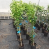 Plants Dekopon