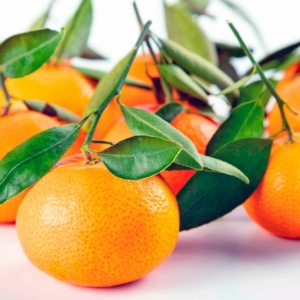Mandarine earlypride