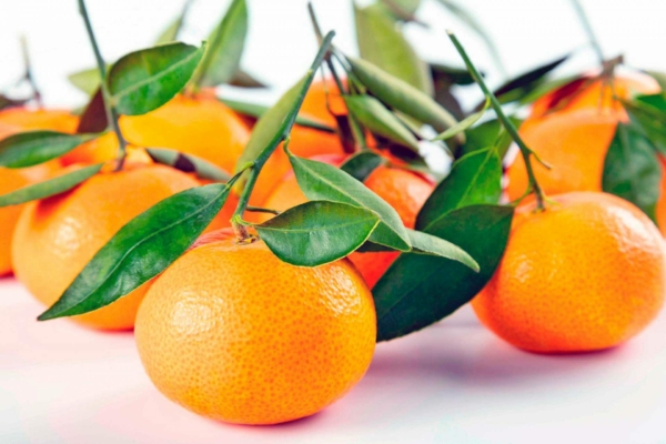 Mandarine earlypride