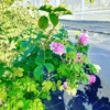 Rosa centifolia