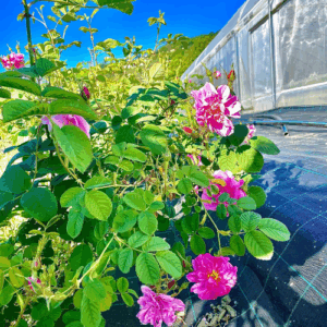 Rosa centifolia