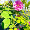 Rosa centifolia