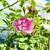 Rosa centifolia