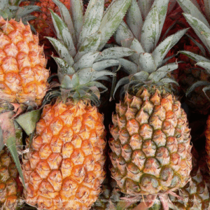 Ananas victoria
