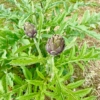 Artichaut Violet