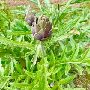 Artichaut Violet