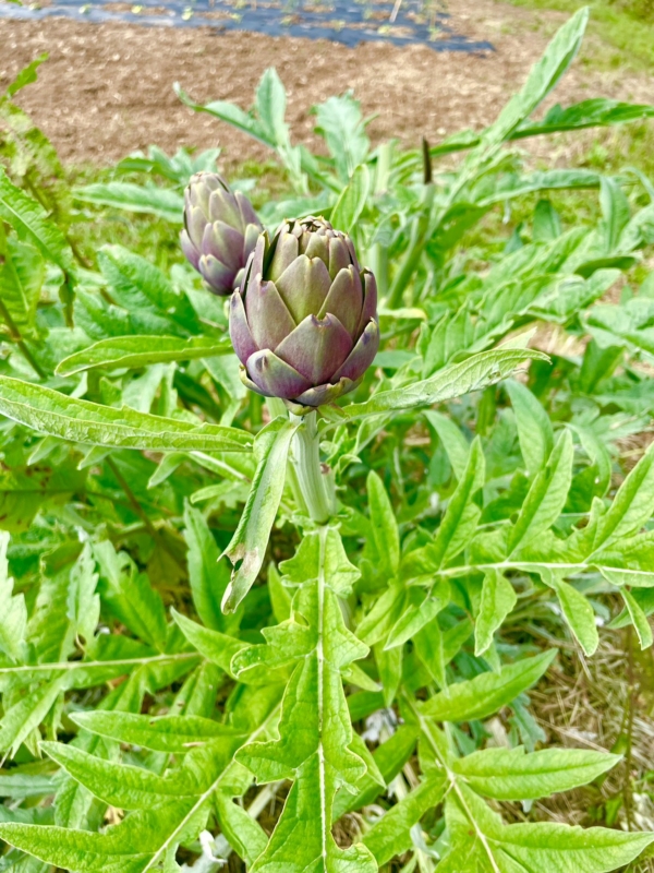 Artichaut Violet