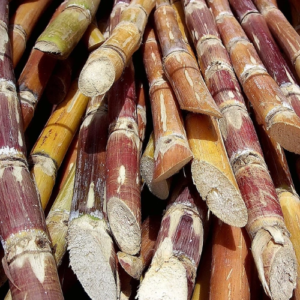 Canne à sucre