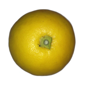 Citron Yuko