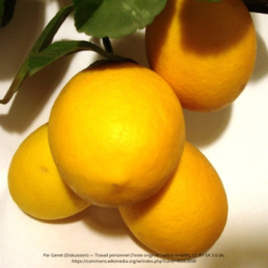 Citron meyer