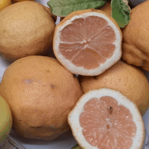 Citron rose panaché