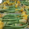 Courge Trombetta d’albenga