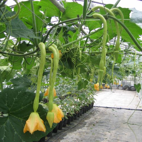 Courge Trombetta d’albenga