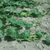 Courgette de nice