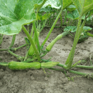 Courgette de nice