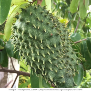Guanabana