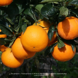 Orange Cara Cara