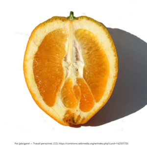 Orange Navel