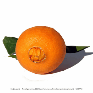 Orange Navelina