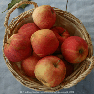 Pommier Royal gala