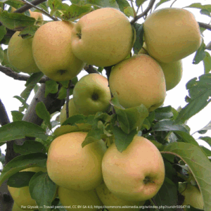 Pommier golden delicioous