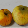 Pommier reine de reinettes