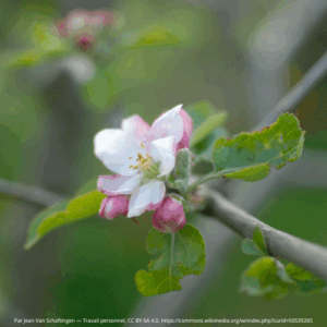 Pommier reine de reinettes