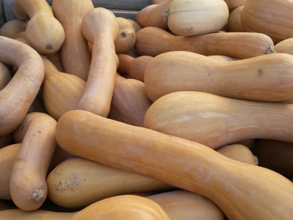 courge nice
