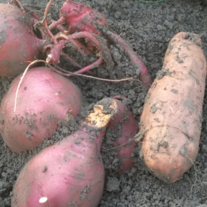 patates douces