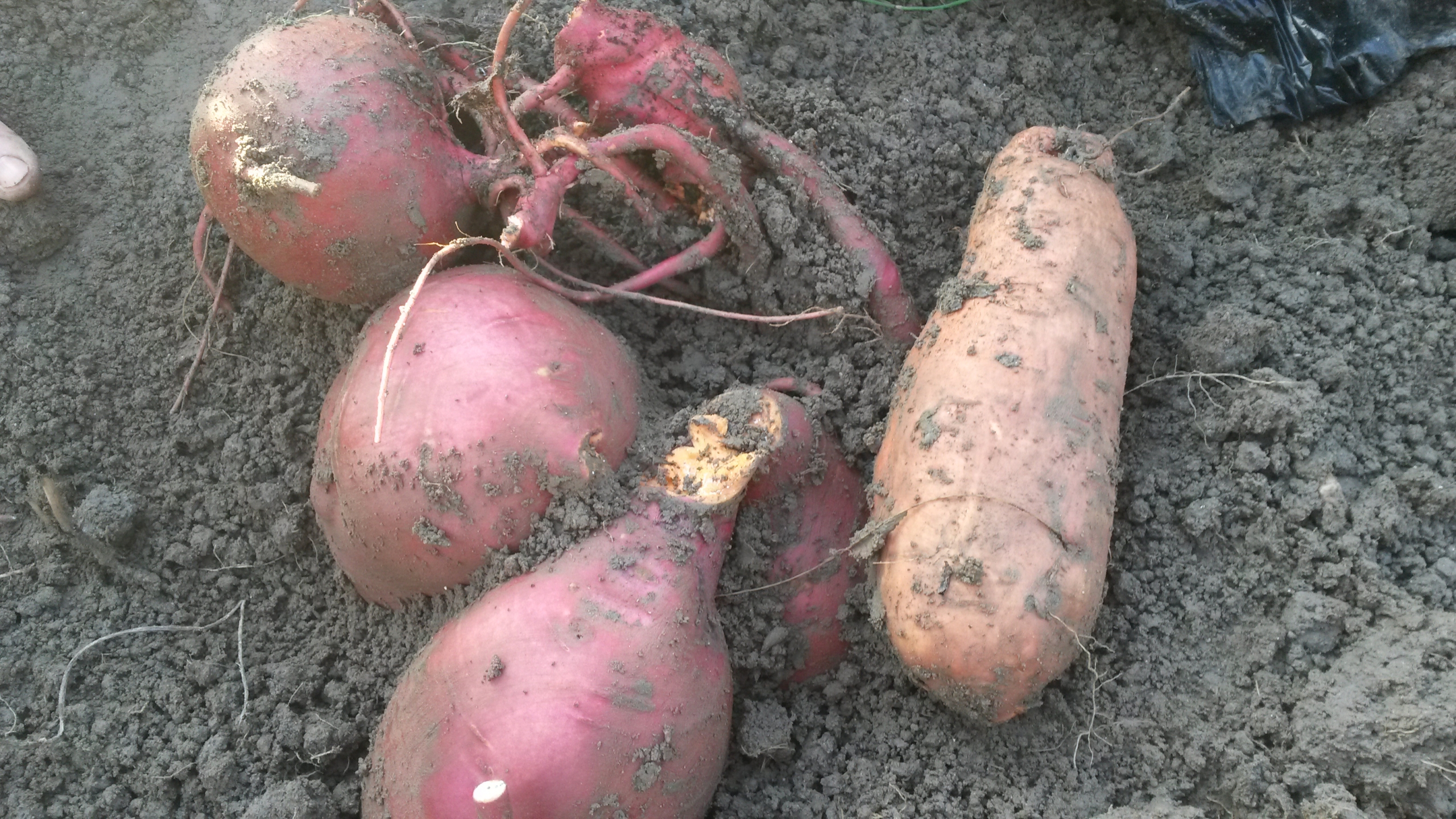 patates douces 